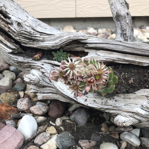 Meet your Posher, Tammy - Picture 2 of 3